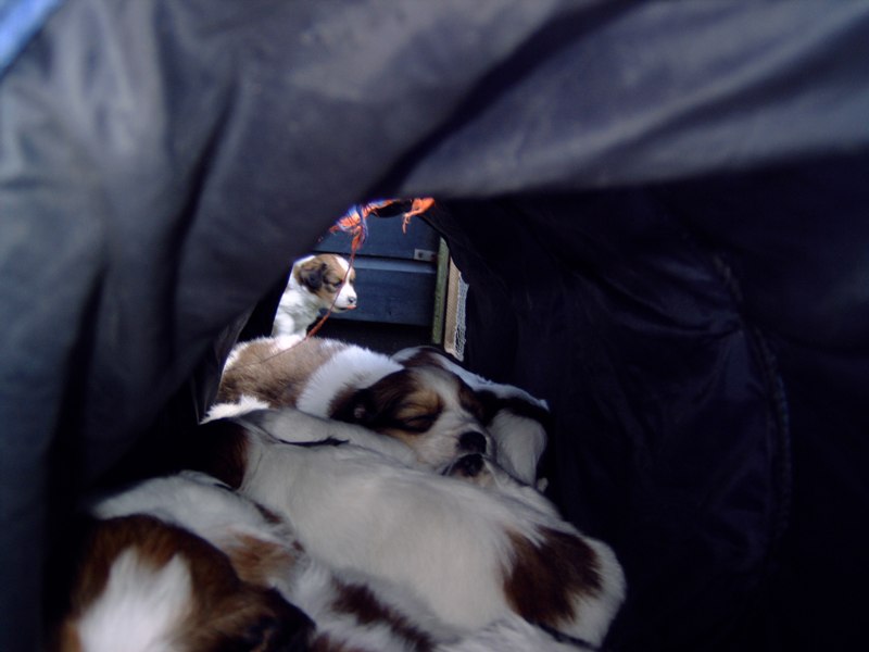 Puppies